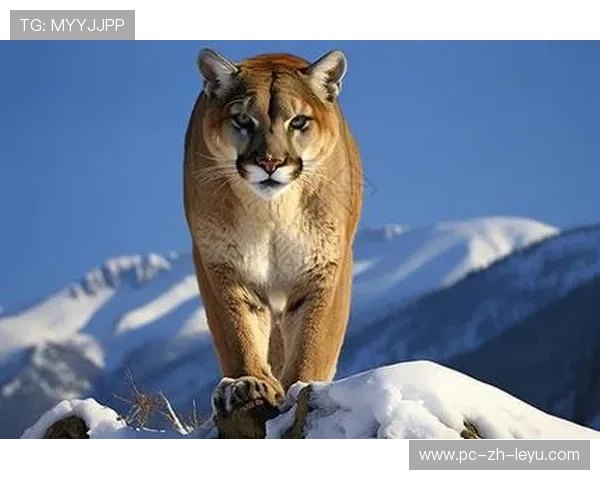 “非洲雄狮”雪地奔袭90米破门！冬奥热搜第一！