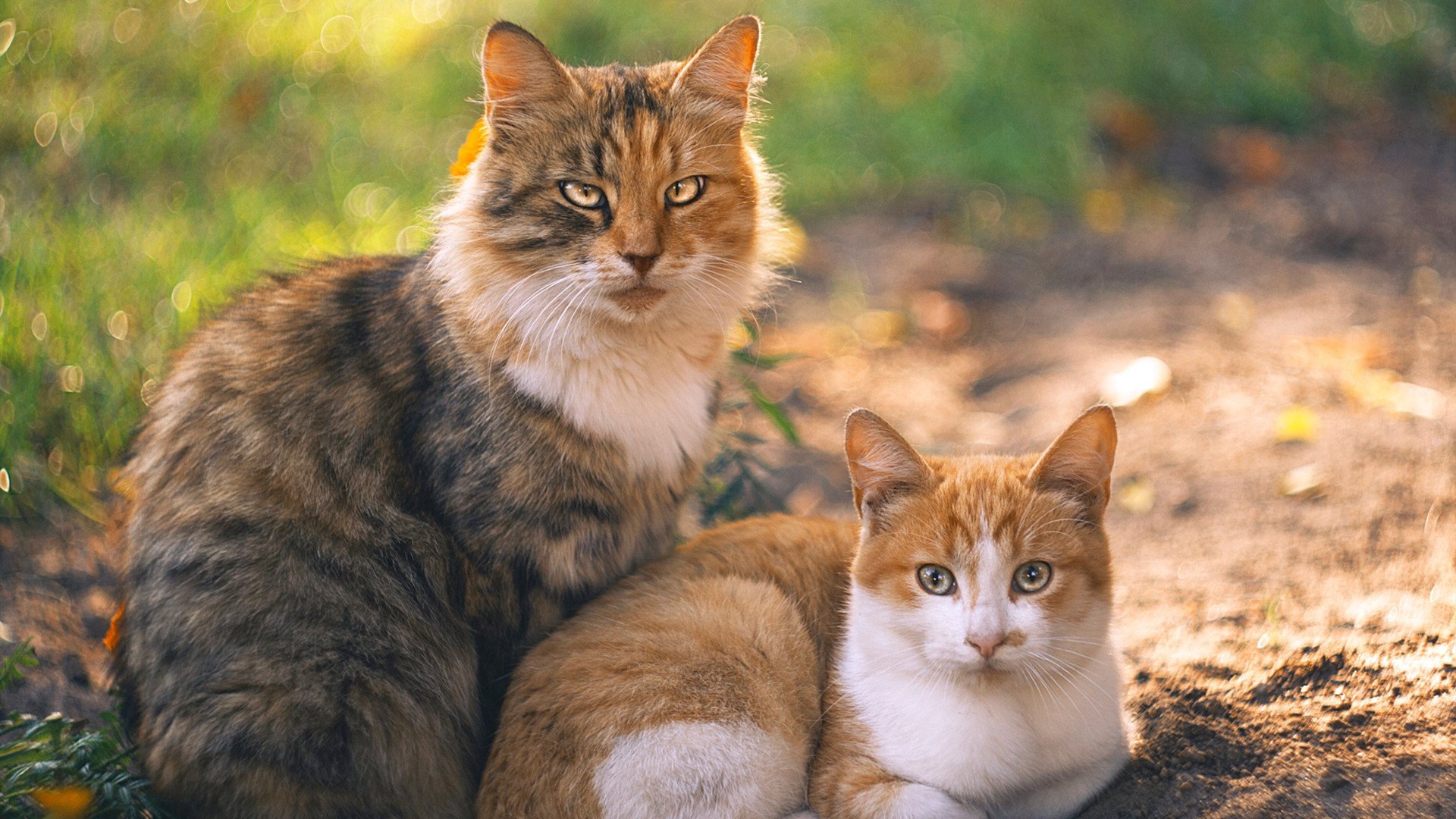 中国女篮打造外线投射新优势,中国女篮打造外线投射新优势有哪些
