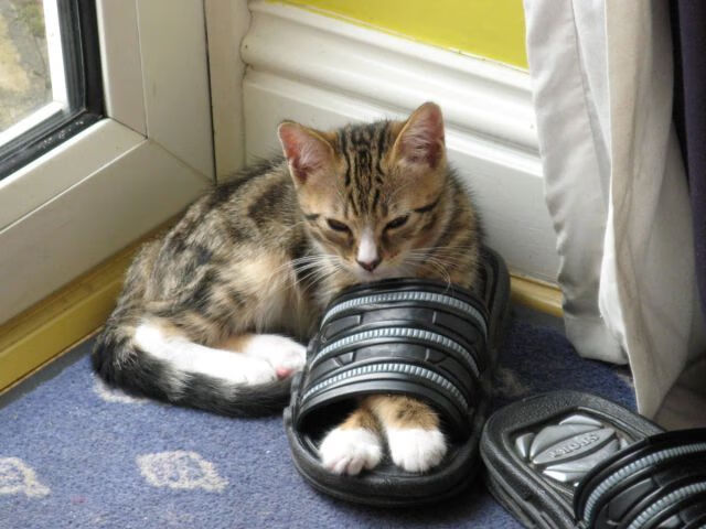 裁判员培训提升专业执法水平,裁判员培训提升专业执法水平的措施