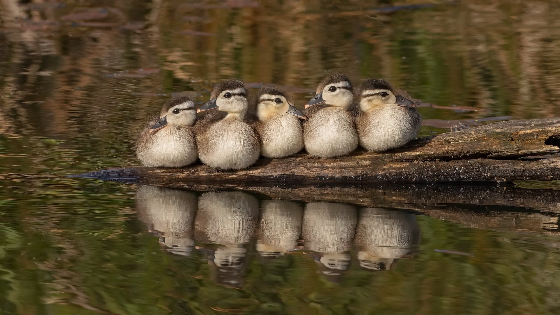 格鲁吉亚女篮在欧洲锦标赛中表现优异,续写荣光,格鲁吉亚篮球厉害吗