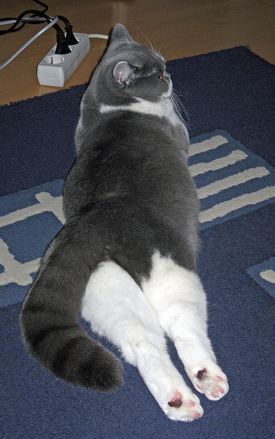 LEYU SPORTS中国官方网站-欧洲杯巨星云集：精彩表演照亮整个战场，欧洲杯 盘点