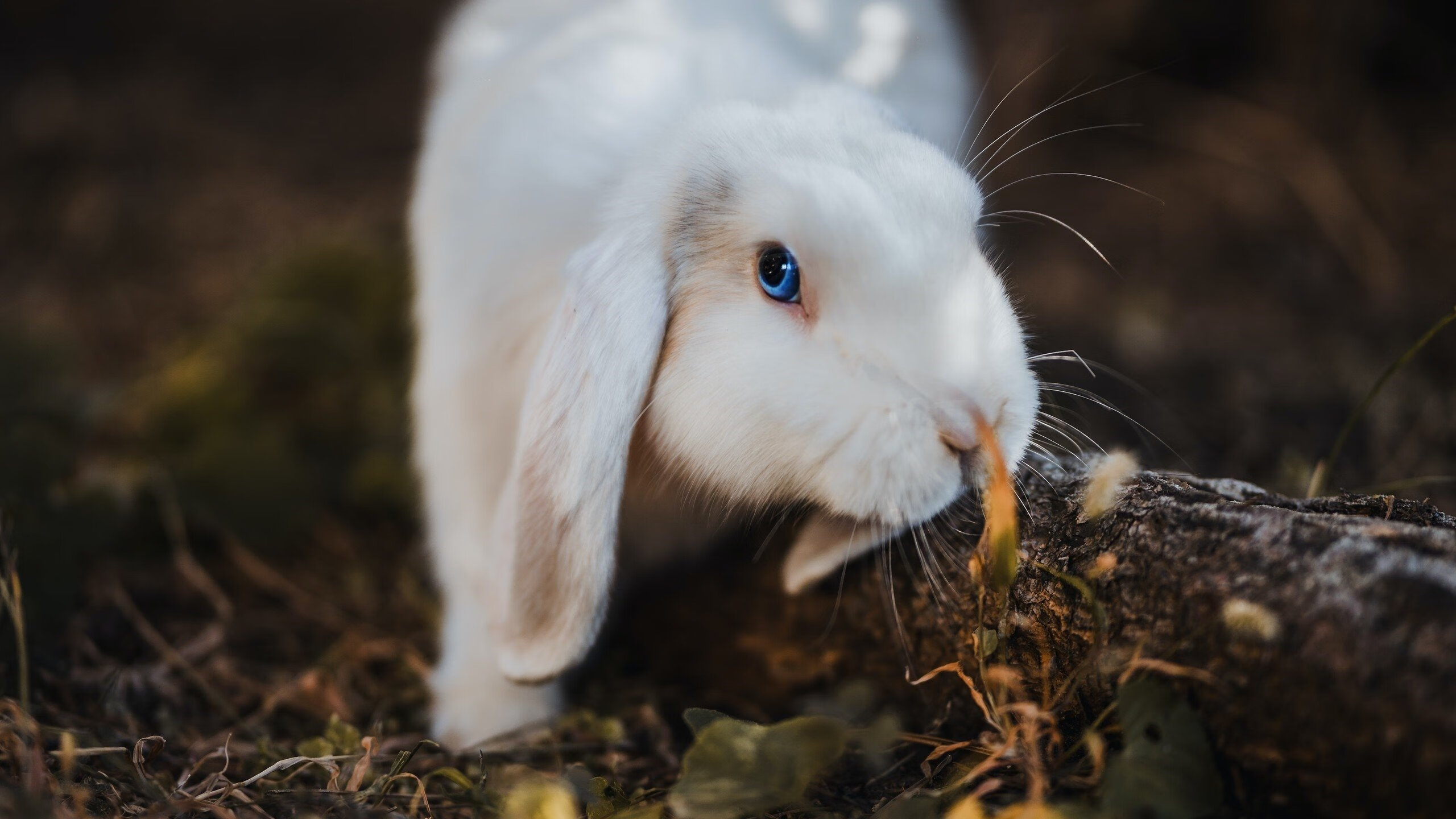 乐鱼体育(中国)官方网站-步行者新援融入迅速展现全能属性，步行者person