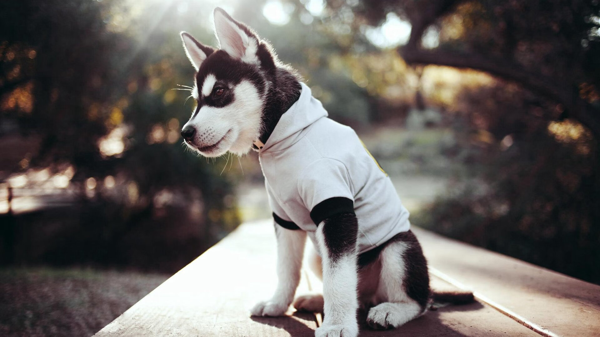 独行侠球迷自制手工T恤登上大屏幕,diy手工制作球衣