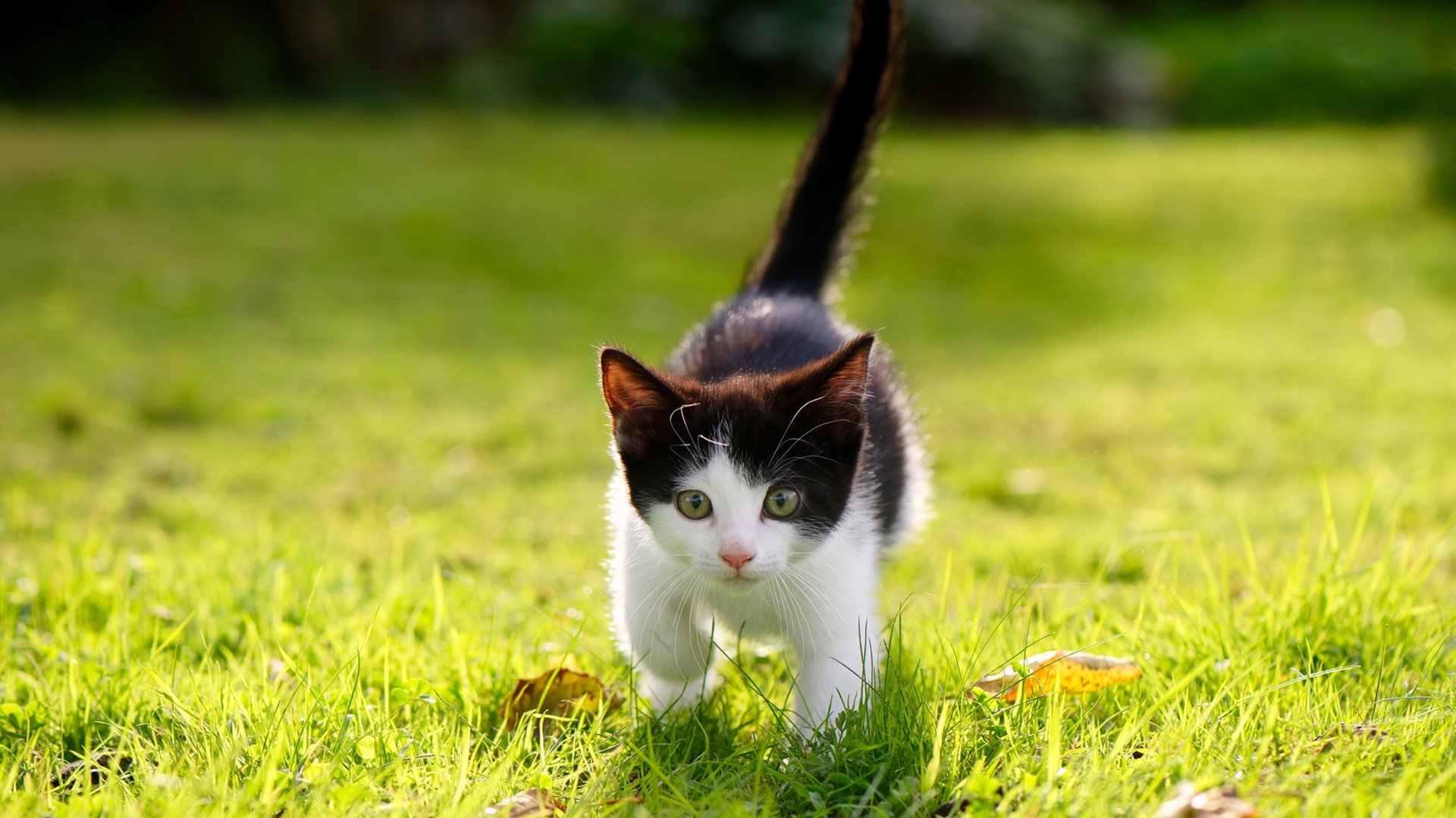 leyu乐鱼体育综合-男子队重建期延长面临挑战