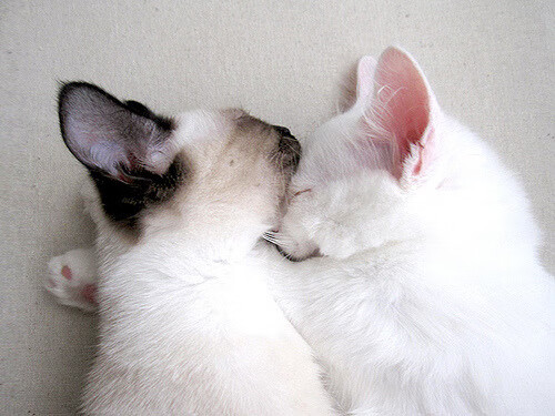 美国队用坚韧精神征服赛场挑战,美国队用坚韧精神征服赛场挑战的是谁