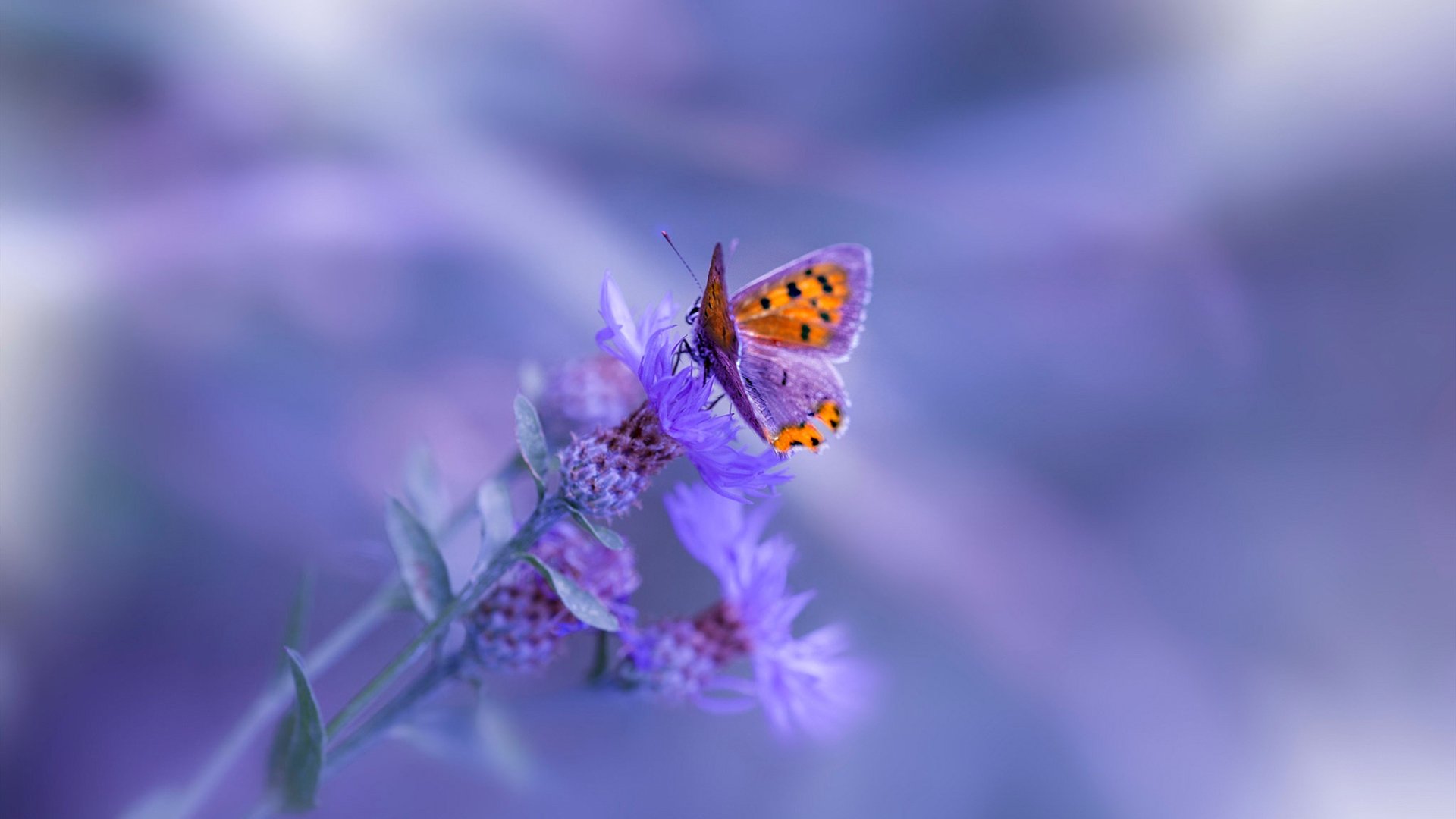 leyu.com-青少年足球教练员职业资格证书实行统一认证，行业标准化，青少年足球教练收入